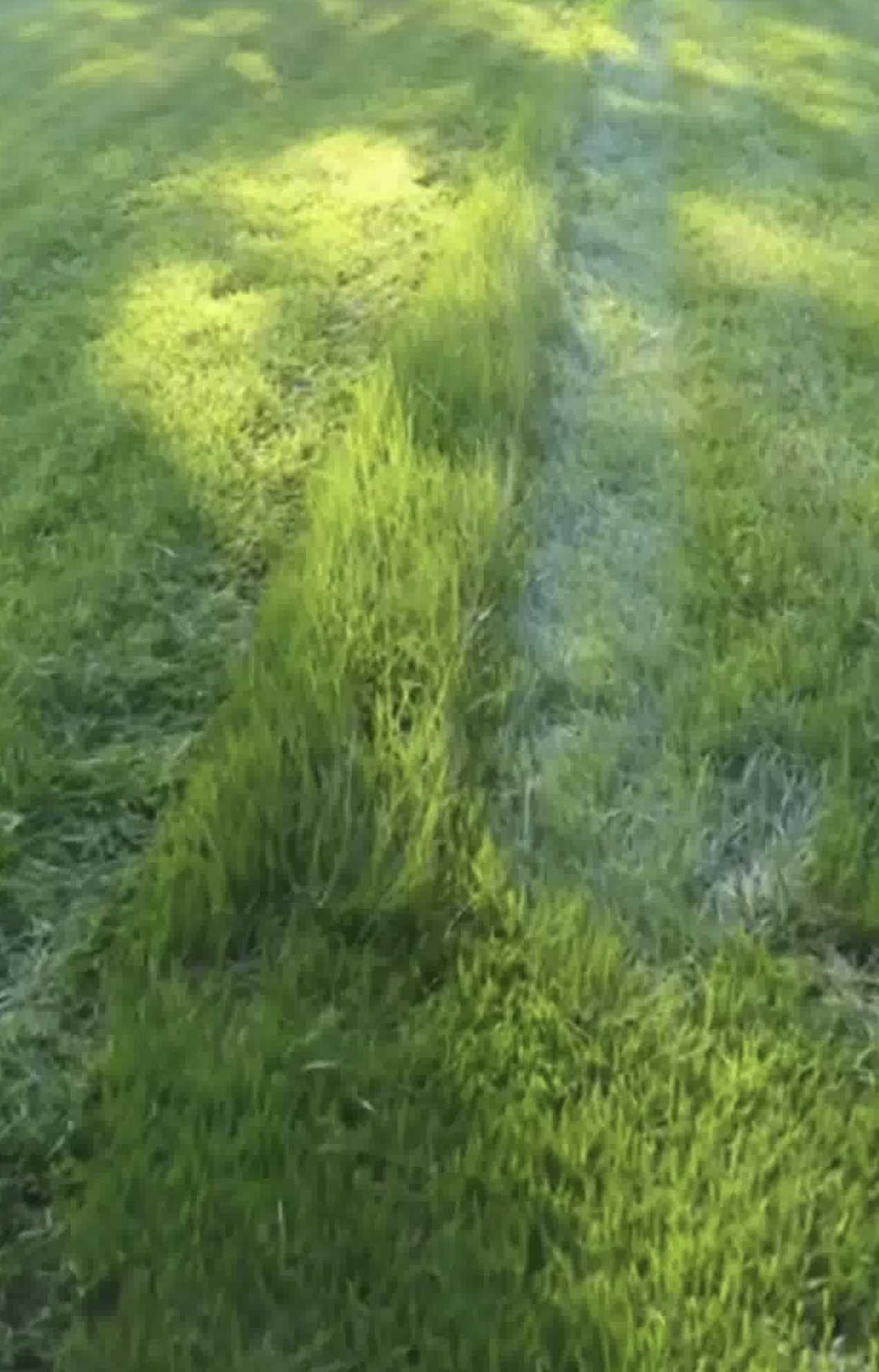 Freshly mowed and striped lawn in Chester, VA — Basnight Enterprises, LLC.